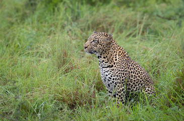 leopard in the grass