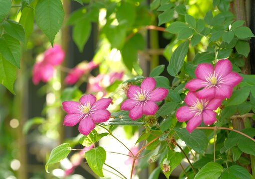 pink clematis in full blooming
