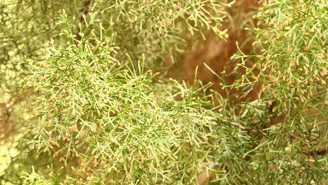 Tetraclinis (arar, araar or Sictus tree) is genus of evergreen coniferous trees in cypress family Cupressaceae. Tetraclinis articulata, Thuja articulata, sandarac tree or Barbary thuja.