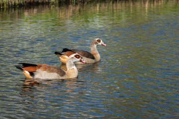 A pair of Nile or Egyptian geese (Alopochen aegyptiaca) in breeding plumage resting on the water of a canal - 782003169