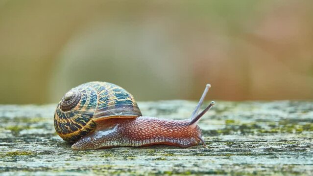 Helix pomatia, common names Roman snail, Burgundy snail, edible snail or escargot, is species of large, edible, air-breathing land snail, terrestrial pulmonate gastropod mollusk in family Helicidae.
