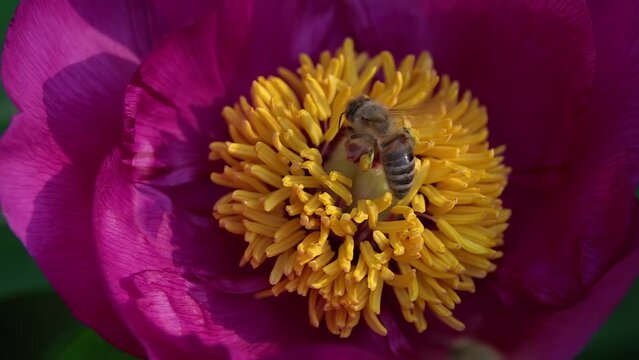Bees collect nectar from Paeonia anomala. Paeonia anomala is a species of herbaceous perennial peony.