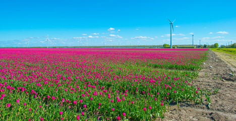 Blue sky over colorful flowers growing in an agricultural field, Almere, Flevoland, The Netherlands, April 10, 2024