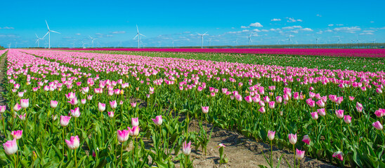Blue sky over colorful flowers growing in an agricultural field, Almere, Flevoland, The...