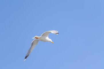 view of seagull flying against clear sky during sunny day