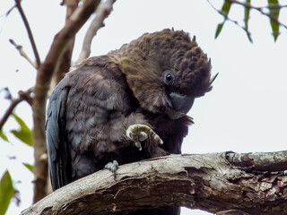 Glossy Black-Cockatoo in New South Wales Australia