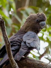 Glossy Black-Cockatoo in New South Wales Australia