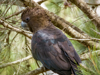 Glossy Black-Cockatoo in New South Wales Australia