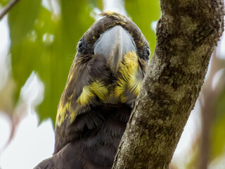 Glossy Black-Cockatoo in New South Wales Australia