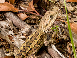 Jacky Dragon in New South Wales Australia