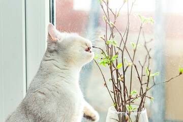 British white cat eats branches with leaves on the windowsill. - 782006587