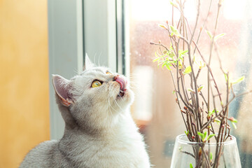 British white cat eats branches with leaves on the windowsill.