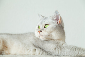 British shorthair silver cat lies on the sofa. - 782006774