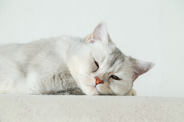 British shorthair silver cat lies on the sofa. - 782006775