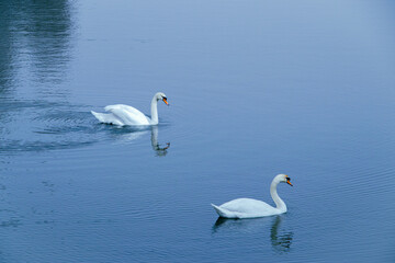 swans on the lake