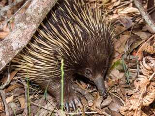 Short-beaked Echidna in New South Wales Australia