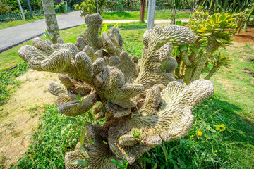 Succulent cactus in tropical botanical garden