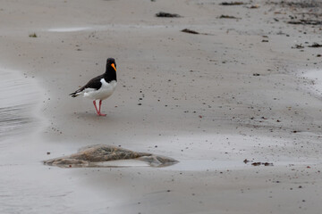 shore magpie on the beach