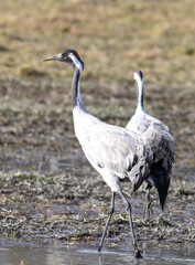 grey crowned crane