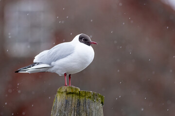laughing gull on the pier