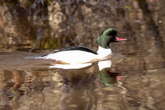 goosander on the water