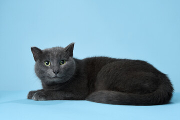 A grey cat with emerald eyes lounges against a blue background, exuding calm. Its soft fur and relaxed pose contrast beautifully with the serene backdrop, inviting admiration