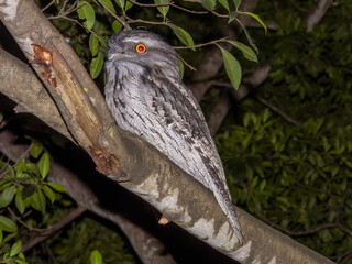 Tawny Frogmouth in New South Wales Australia