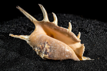 Spider conch shell on a black sand background
