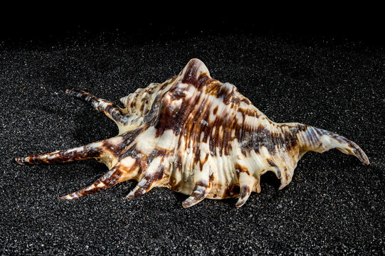 Spider conch shell on a black sand background