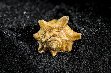 Strombus pugilis shell on a black sand background