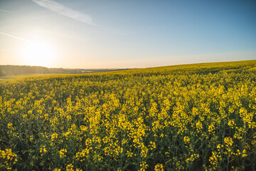 In Thüringen sind, wie in anderen Teilen Deutschlands auch, bereits zahlreiche, strahlend gelbe...