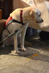A cute and well-behaved guide dog undergoing training