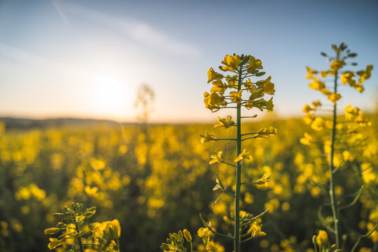 In Th&uuml;ringen sind, wie in anderen Teilen Deutschlands auch, bereits zahlreiche, strahlend gelbe Rapsfelder zu bestaunen - ein Anblick der normalerweise erst Ende April bis Anfang Mai zu erwarten w&auml;re.