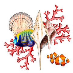 Illustrated composition of marine elements such as fish, shells and corals