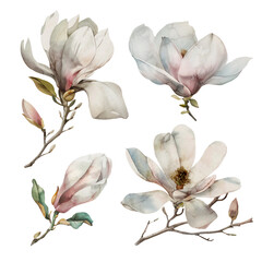 Watercolor of flowers magnolia collection. It's perfect for cards, patterns, flowers compositions, frames, wedding cards and invitations. Hand painted.