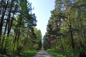 Park trail walled by tall trees