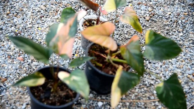 Closeup to Homalomena cf. aromatica (Spreng.) in the pot  