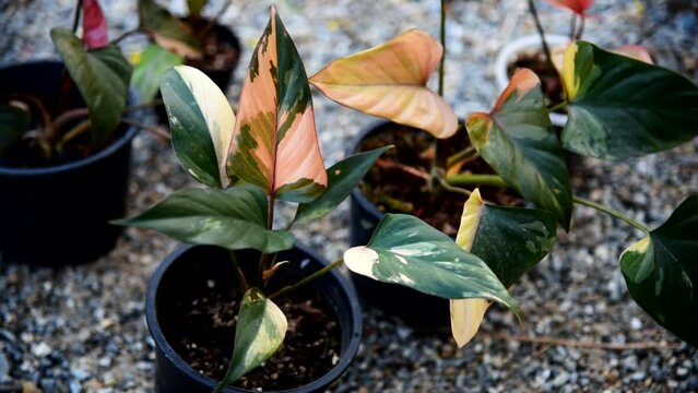 Closeup to Homalomena cf. aromatica (Spreng.) in the pot  