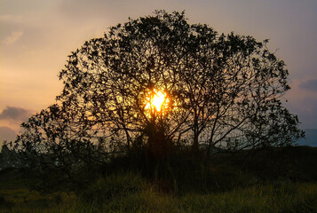 Fototapeta na wymiar Rays of sun on a beautiful tree in the town of Bosa – Bogotá - Colombia