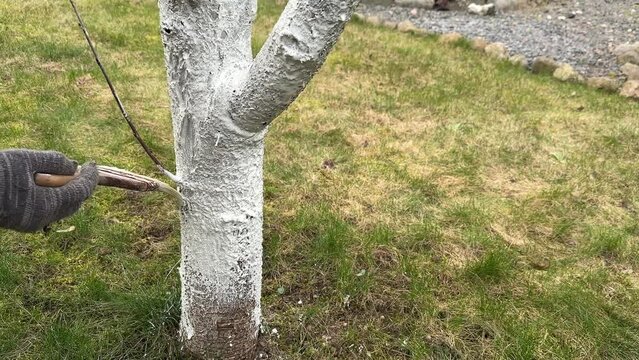 Whitewashing a cherry tree with a brush close-up. Limewash painted in trunk. Gardener protecting bark with white paint against sun damage and disease.