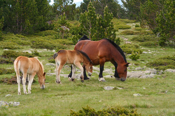 Obraz na płótnie Canvas Brown horses eating in the Pyrenees mountain, Spain,..