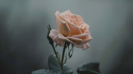 A solitary dew-covered rose in a dramatic and moody lighting, with a soft focus background.