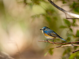 森の中で枝に留まっているルリビタキの雄
