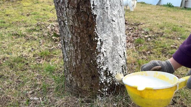 Whitewashing an old apple tree with a brush close-up. Limewash painted in trunk. Gardener protecting bark with white paint against sun damage and disease.
