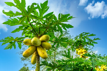 Golden papaya. It is yellow or golden in color and is famous for its delicious taste. - 782015133