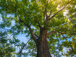 View of a beautiful and tall tree in rural area of Neiva - Huila - Colombia