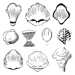 Seashells svg, Seashell svg file, Ocean svg, Marine, Clipart, Seashell SVG, SeaShell Outline SVG, Beach SVG, Summer, Seashells Svg, Flower seashell Svg, Underwater the sea Svg, Ocean Svg, SeaShell cli