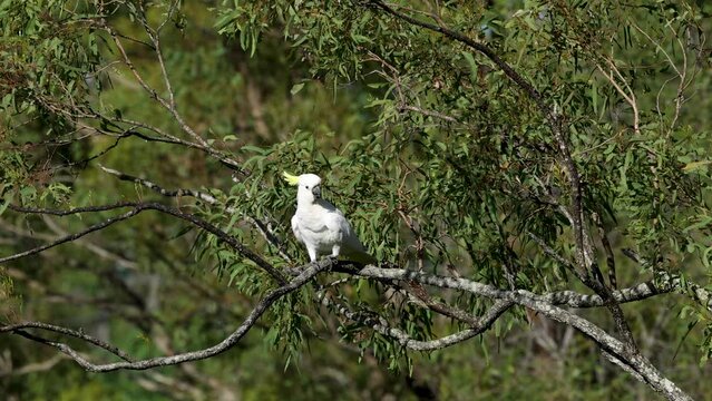 Cockatoo's Perch Through Time