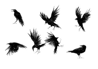 llustration of a crow flying and spreading its wings.