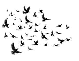 llustration of a crow flying and spreading its wings.